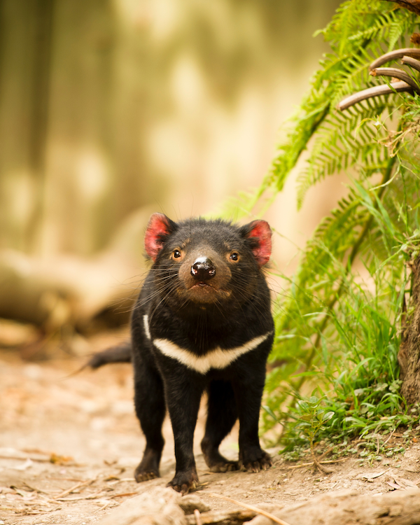 Tasmanian devil on a dirt road