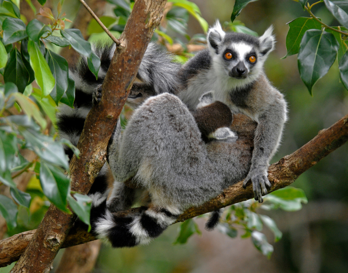 Wildlife Of Madagascar Discover The Island s Iconic Animals Wildlife wildlife-of-madagascar-discover-the-island-s-iconic-animals-wildlife