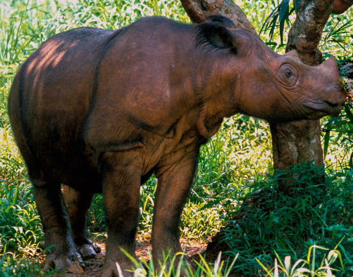 a Sumatran Rhinoceros in a forest