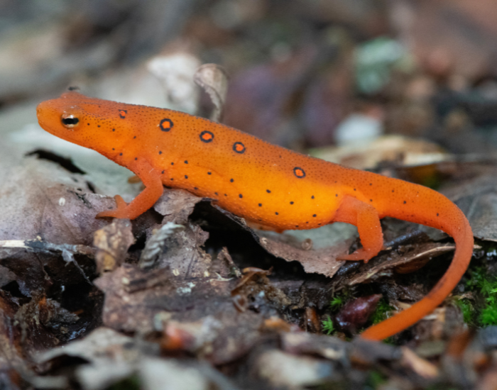 What are Cold-Blooded Animals? — Wildlife Nomads