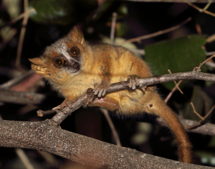 Golden-brown Mouse Lemur holding a thin branch