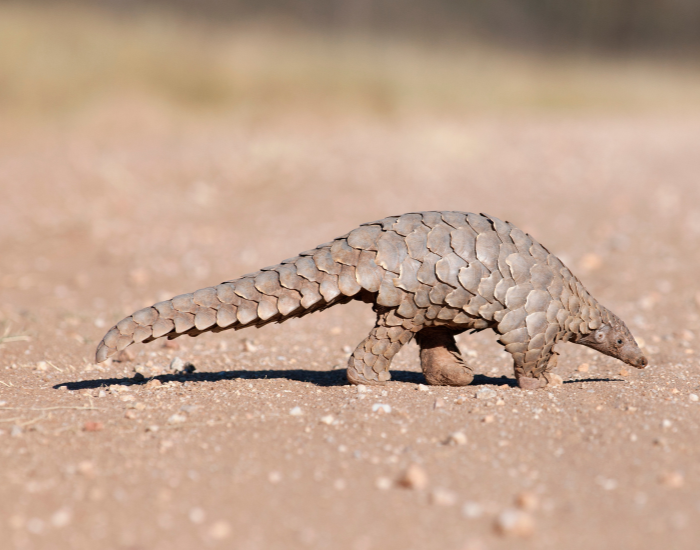 Pangolin walking