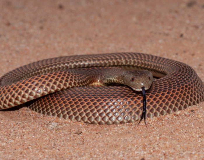 a mulga snake on the desert