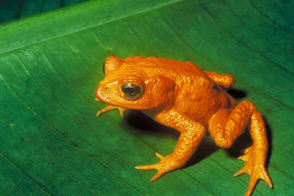 Golden Toad standing on a green leave