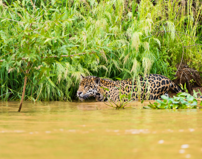 Jaguar Hunting in a River