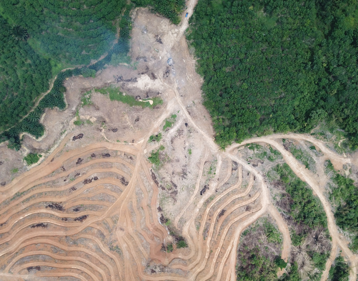 Aerial photo of a forest with many trees cut down