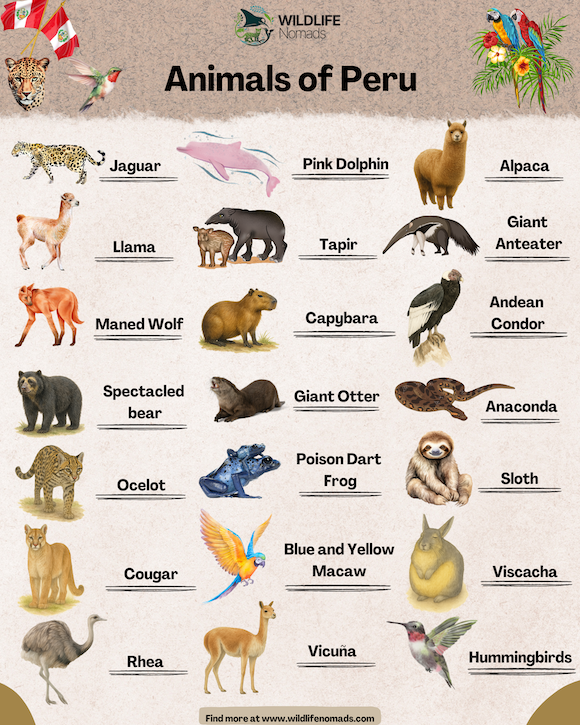  Animals of Peru Infographic 