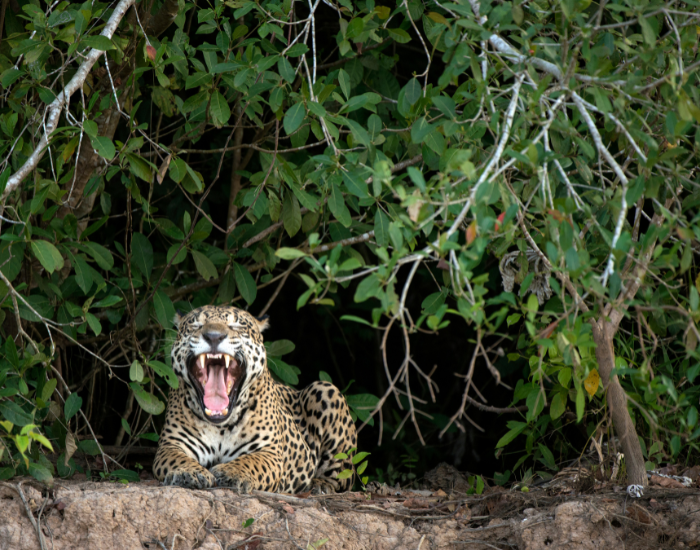 Jaguar Yawning in the Jungle