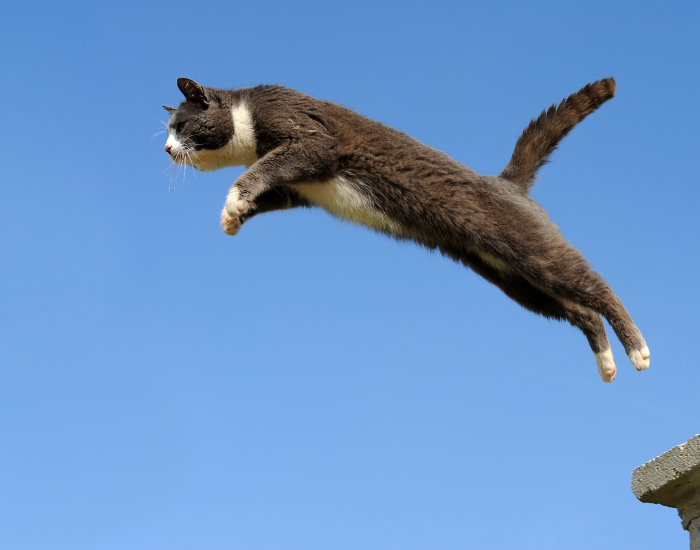 domestic cat jumping from a roof