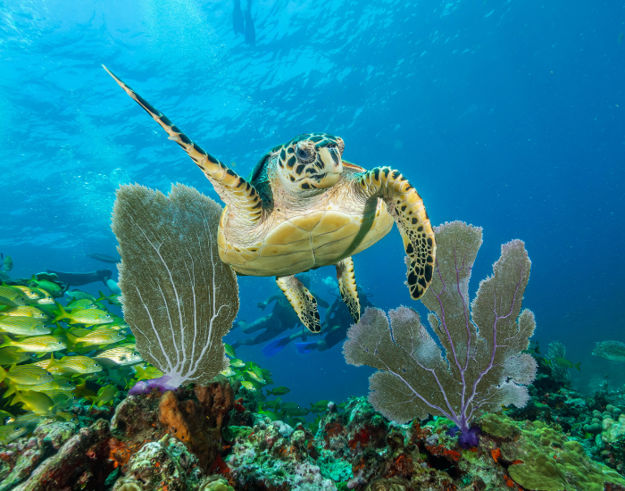  Marine turtle isla mujeres