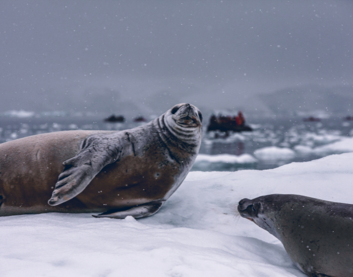 Two seals in antartica resting on ice