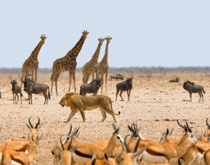 a group of wild animals: lions gazelles, wildebeest and giraffes in namibia