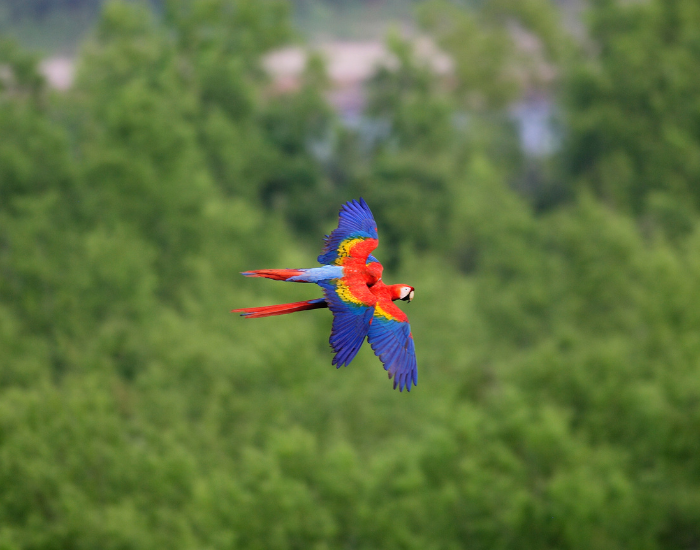 Birds of Costa Rica: A Birdwatcher’s Paradise — Wildlife Nomads