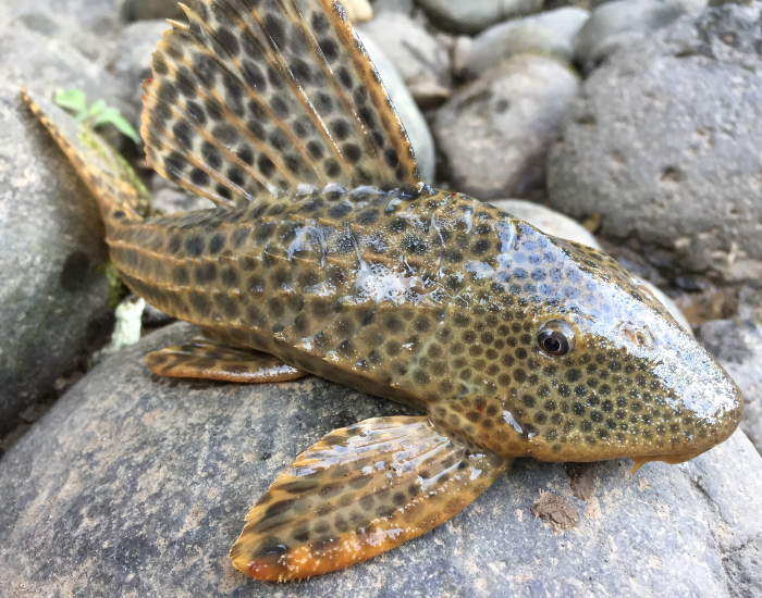  an Armored Catfish over a rock