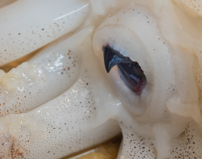 close up of a Cephalopod beak