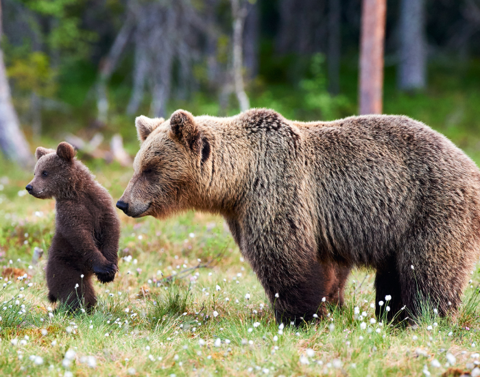 mother bear and cub of Brown bear