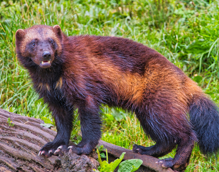Wolverine Animal Information