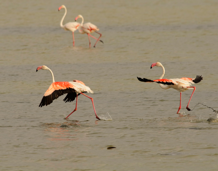 four flamingos on water in Doñana National Park