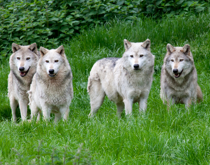 pack of european wolves