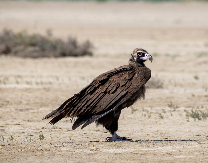 Cinereous Vulture on the ground