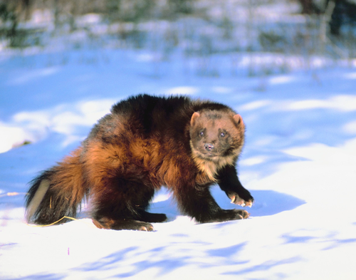 Wolverines: 12 Wild Facts About Mammal — Wildlife Nomads