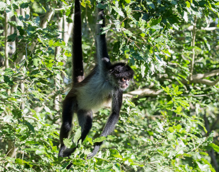 Geoffroy's Spider Monkey Hanging from a Tree in the Jungle
