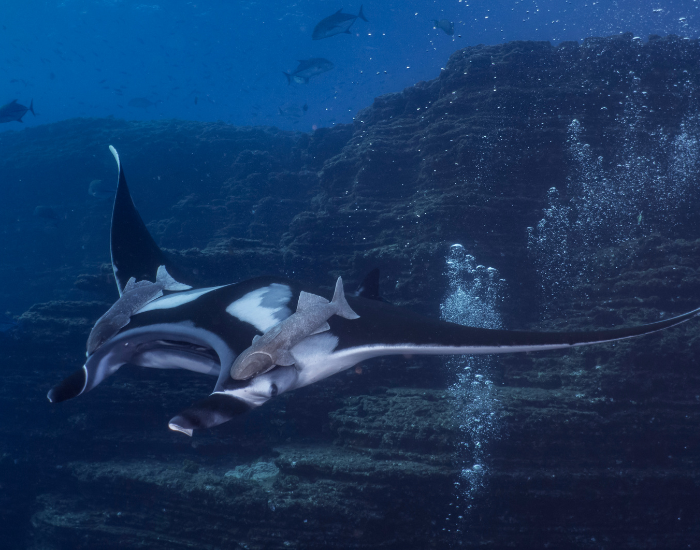 manta ray socorro island swimming with two remora fish