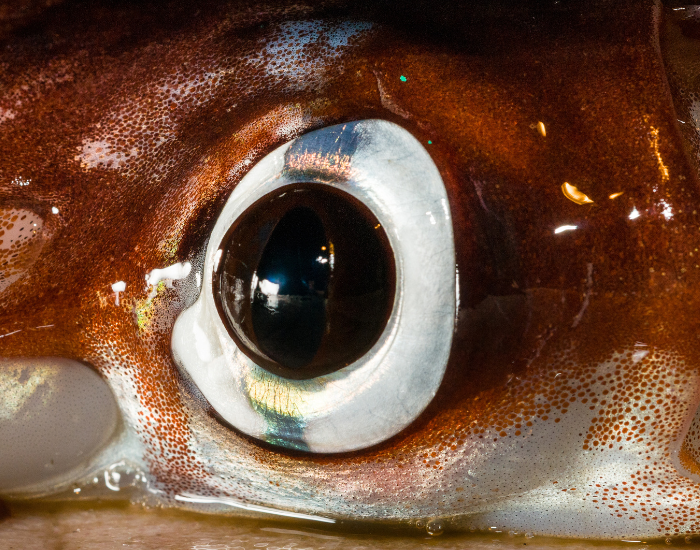close up of an eye from a common squid