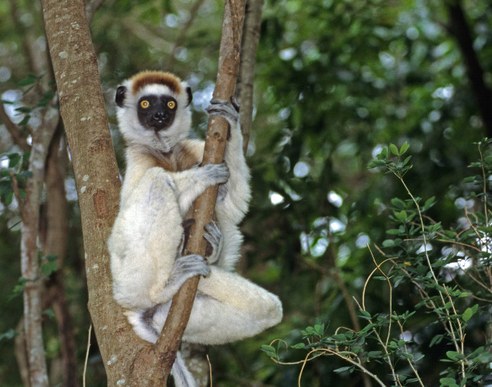 Madagascar Lemur Ecotourism: Boost Conservation & Local Communities ...