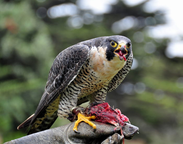 Animals of the United Kingdom: Wildlife Guide & Conservation Tips ...