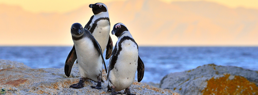Getty Images group of african penguin on a rock next to the ocean