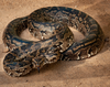 The Biggest Snakes in the World — Wildlife Nomads