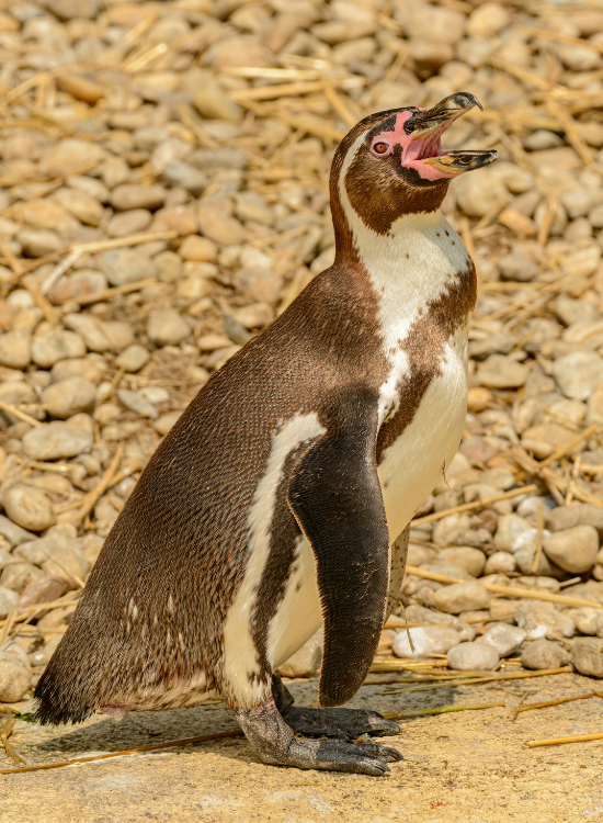 penguin on the beach under the sun