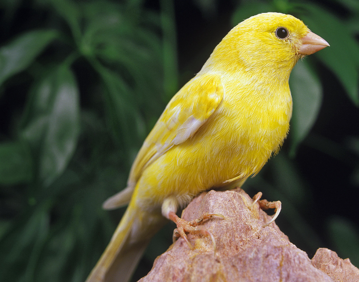 A Comprehensive Guide to Finches Birds: Species and Identification ...
