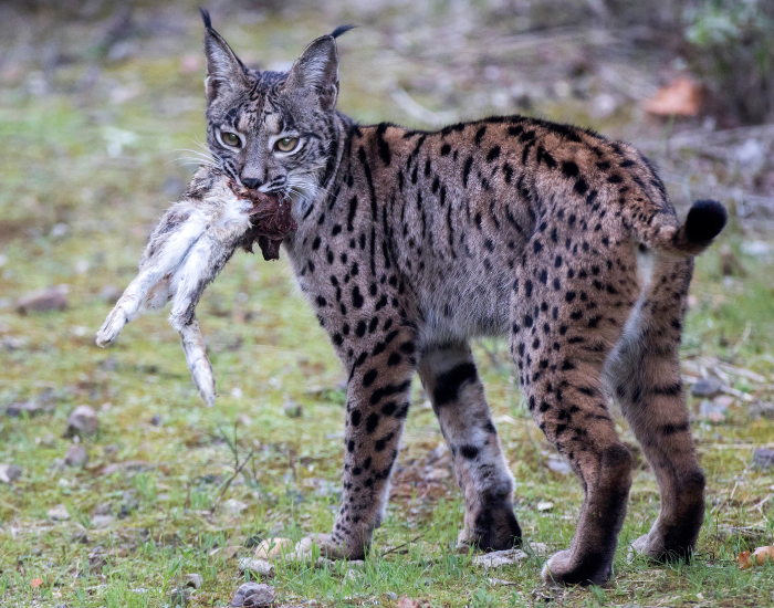 an  Iberian lynx with a dead prey on its miuth
