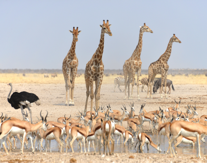 James Brew a group of wild animals surrounding a water hole