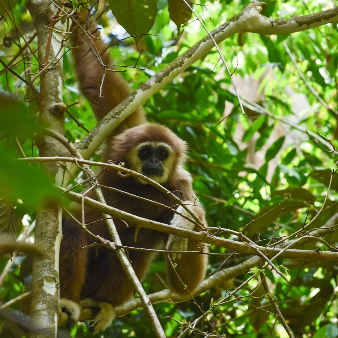 a  white-handed gibbon on a tree in the jungle of indonesia