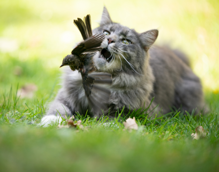 cat hunting a bird