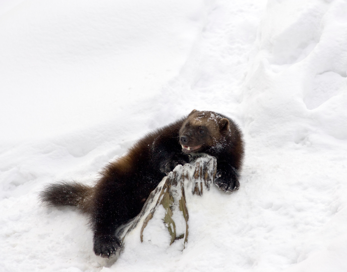 Wolverines: 12 Wild Facts About Mammal — Wildlife Nomads