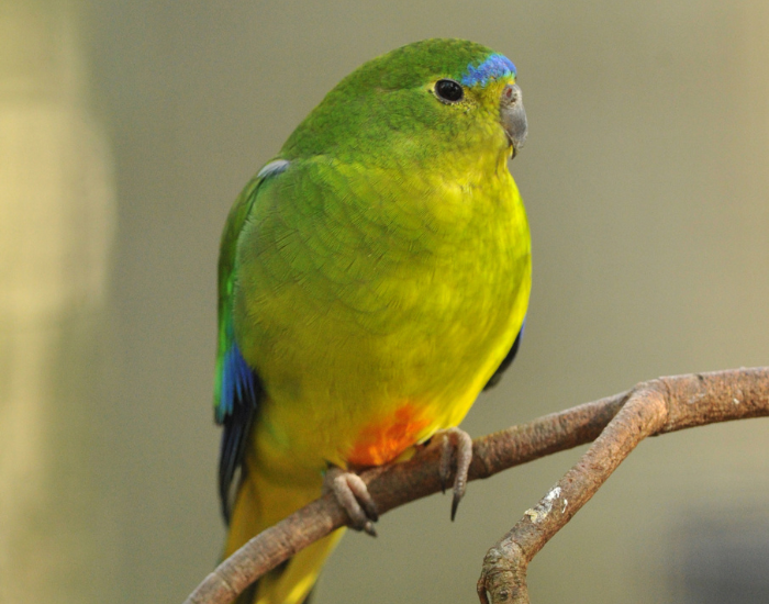 an orange bellied parrot on a tree branch