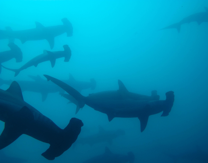 underwater photo of hammerhead sharks swimming