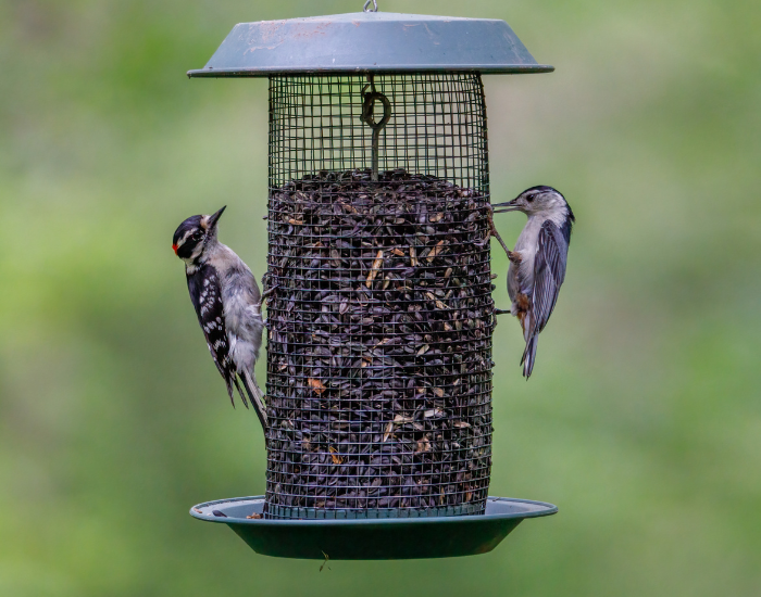 Aaron J Hill two birds feeding from a bird feeder