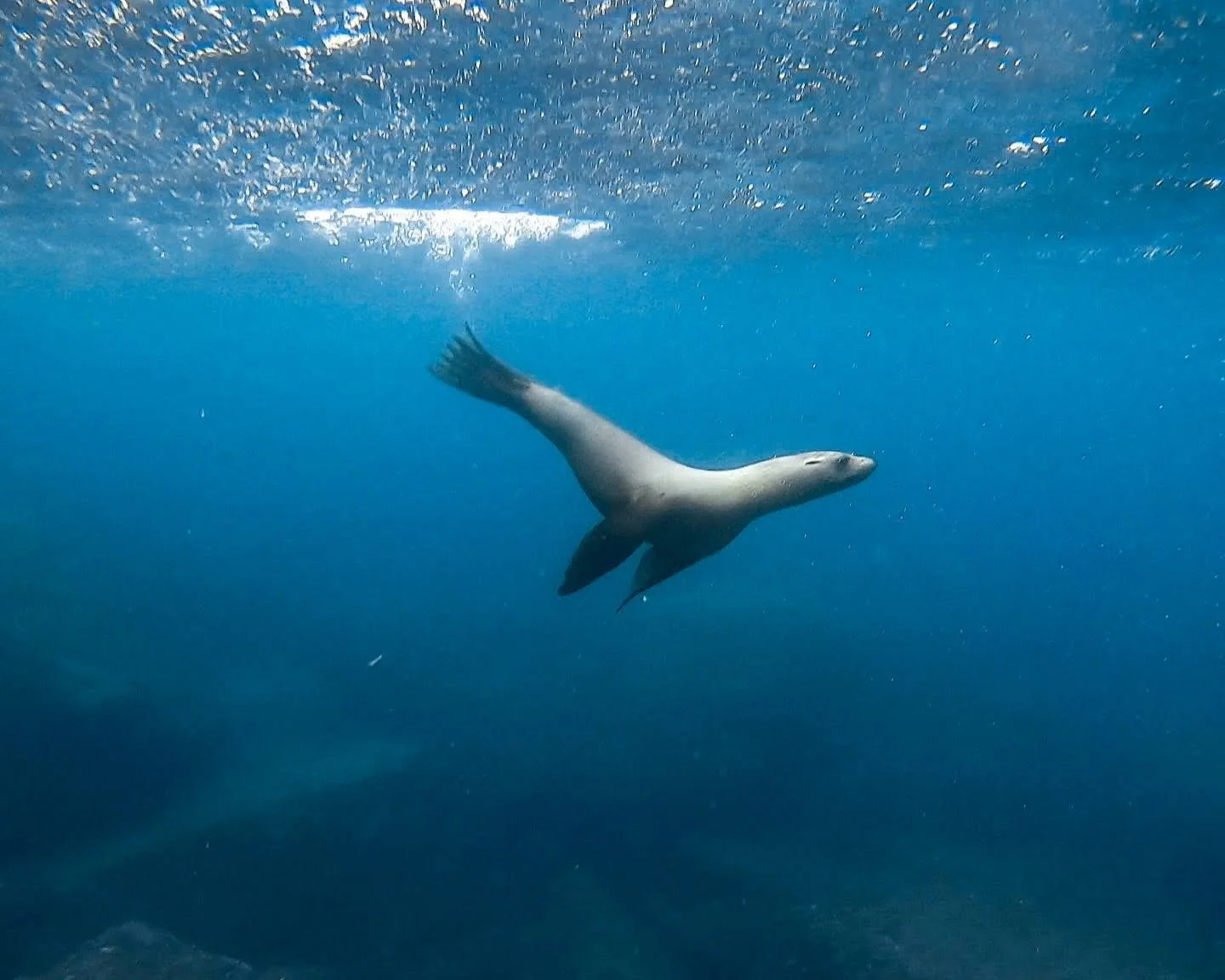  Sea lion swimming