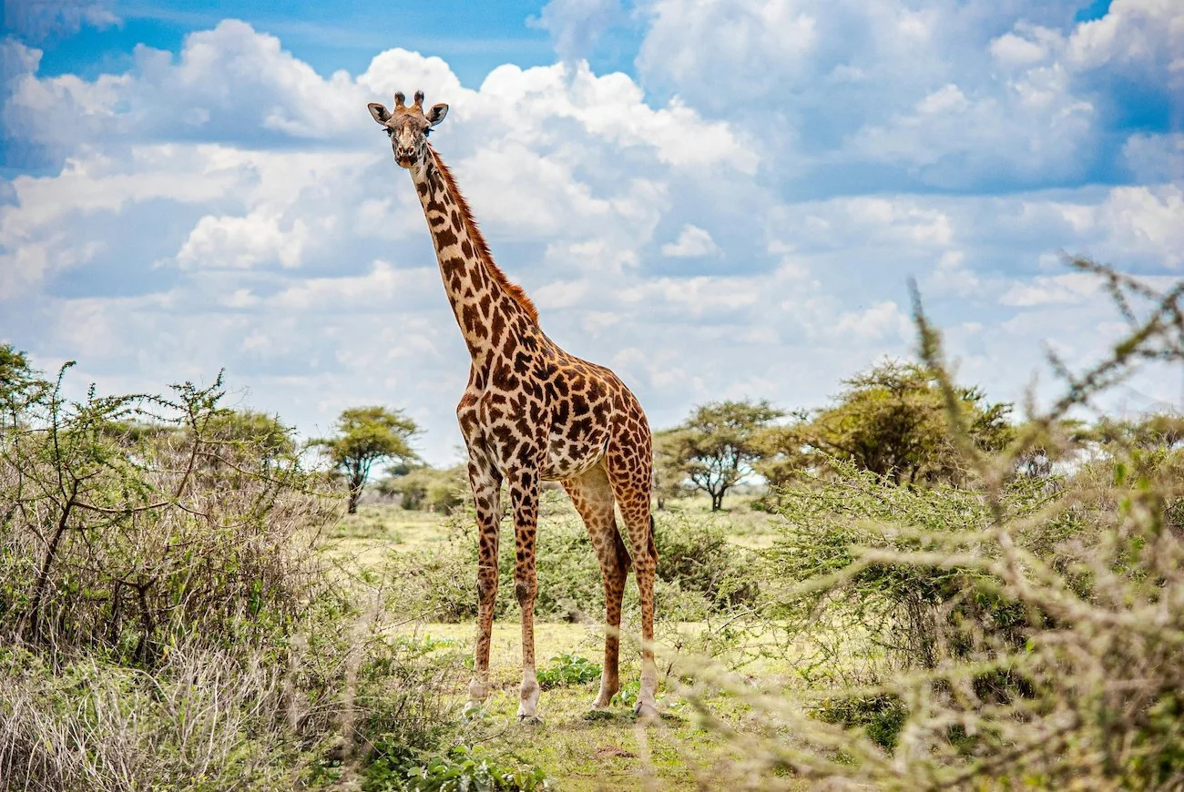 top-10-wildlife-photography-destinations-wildlife-nomads