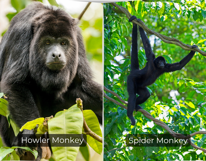 Photo showing the Difference Between a Howler Monkey and a Spider Monkey