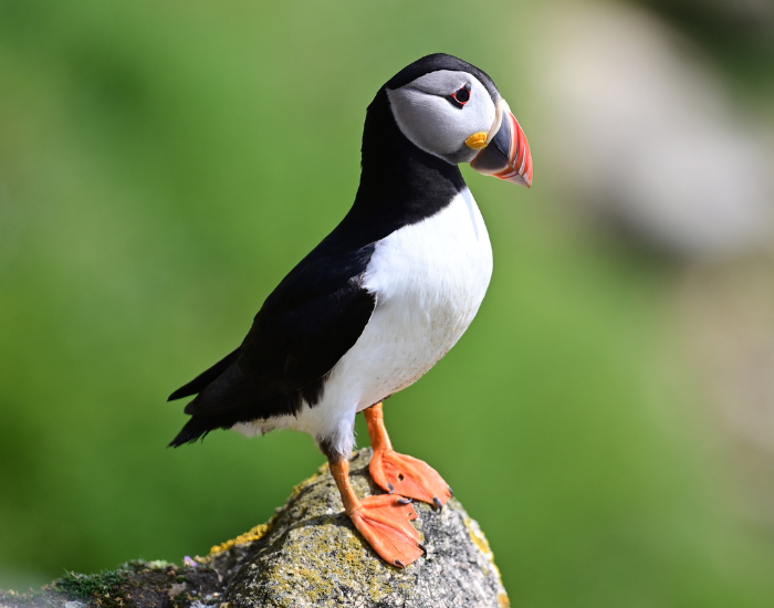 Puffin standing over a rock
