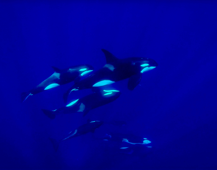 Extict Orca Are Killer Whales Going Extinct? Shocking Truth — Wildlife Nomads