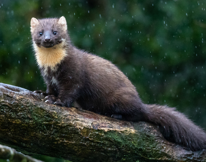 European Pine Marten on a tree trunk