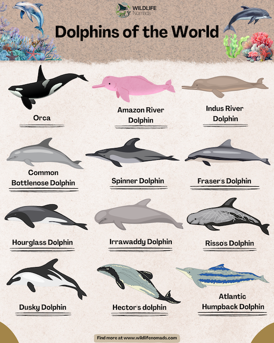 20 Fascinating Facts About Dolphins You Didn t Know Wildlife Nomads