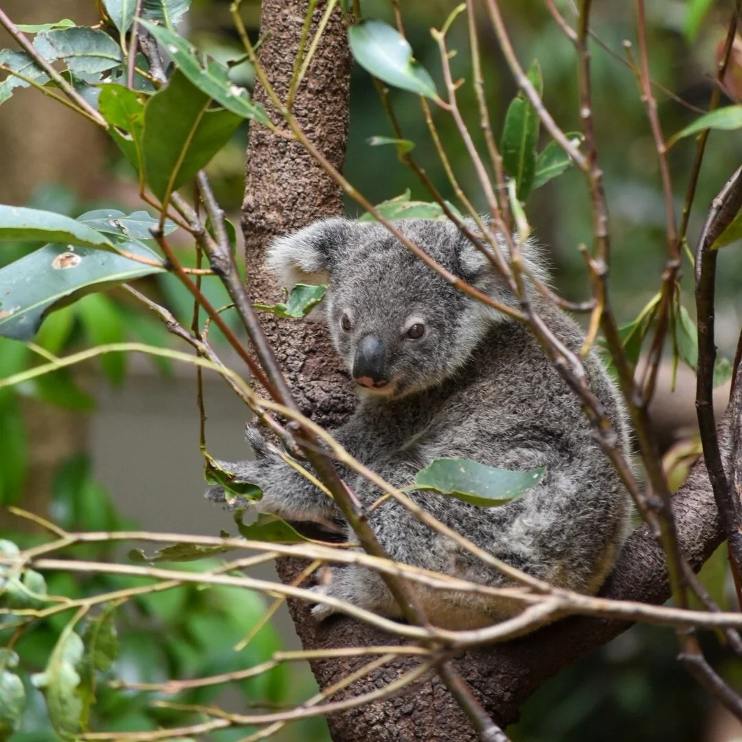 a koala hugging a tree